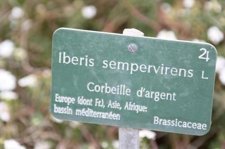 Iberis sempervirens