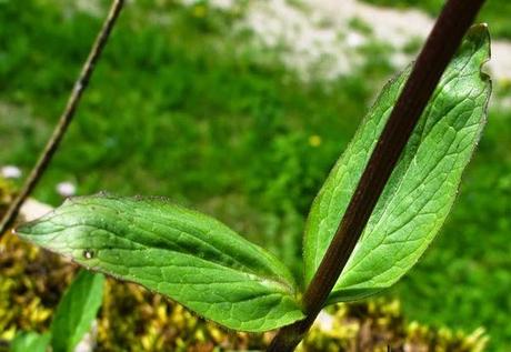 Valériane des montagnes (Valeriana montana)