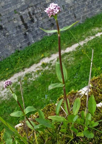 Valériane des montagnes (Valeriana montana)