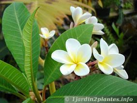 Frangipanier: des fleurs parfumées