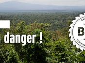 Bois illégal vous d'agir