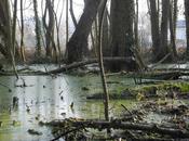 Promenade Parc Fourcherolles, Palaiseau (91)