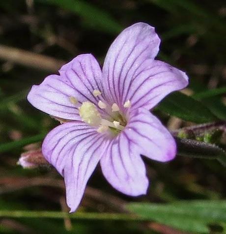Épilobe des marais (Epilobium palustre)