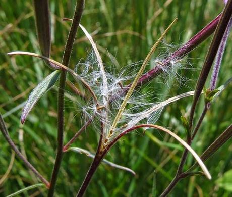 Épilobe des marais (Epilobium palustre)