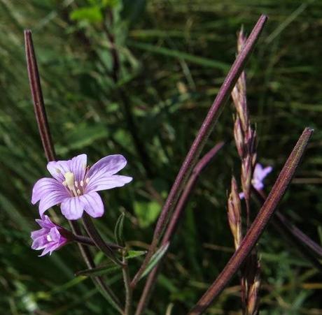 Épilobe des marais (Epilobium palustre)
