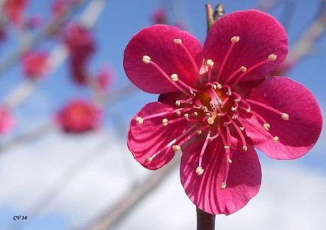 Un arbuste fleuri: le prunus subhirtella