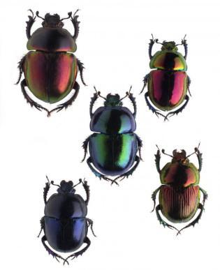 Musée des Confluences - Crédit photo Pierre-Olivier Deschamps - Agence VU’