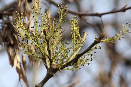 Fraxinus angustifolia