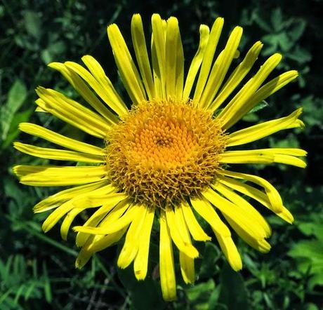 L'Inule britannique protégée en Lorraine