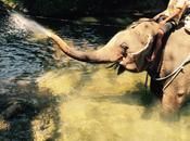 Bilan ballade d’éléphant Thaïlande