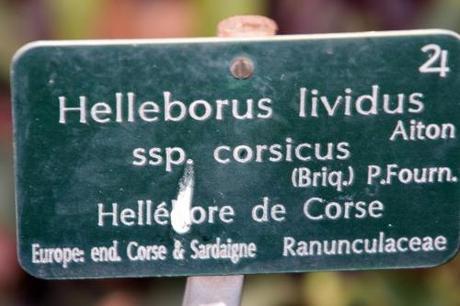 Hellébore de Corse, lividus ou argutifolius ?