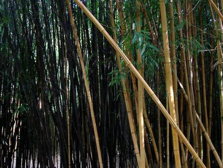Le bambou est une graminée