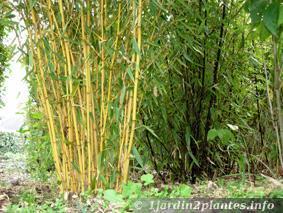 Le bambou est une graminée