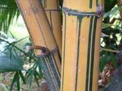 bambou graminée