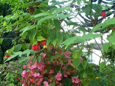 L'abutilon megapotanicum est cultivée comme plante d'intérieur