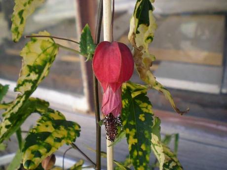 L'abutilon megapotanicum est cultivée comme plante d'intérieur