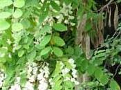 Cette plante nomée tort acacia, devrait dire faux-acacia, pseudo-acacia robinier