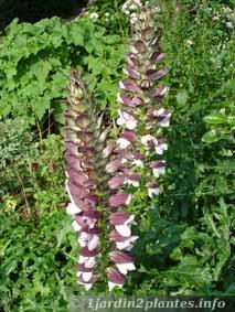 L'acanthe est une plante vicace fleurie