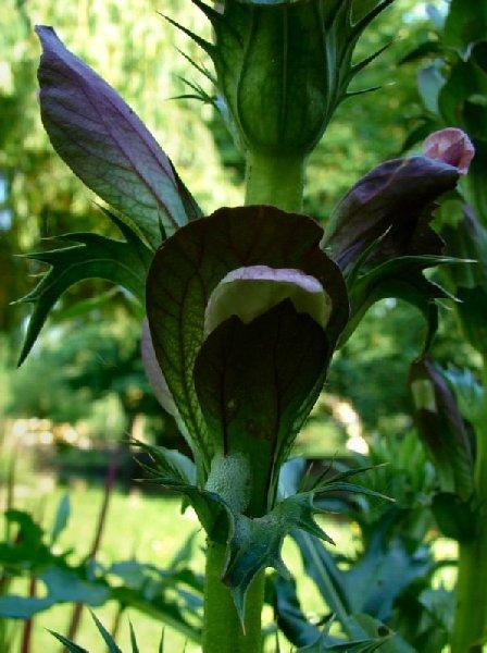 L'acanthe est une plante vicace fleurie