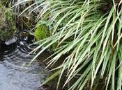 L'acorus: plante aquatique berge