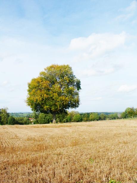 8bf1c6c2948ca905b0582e3bcbe79e96