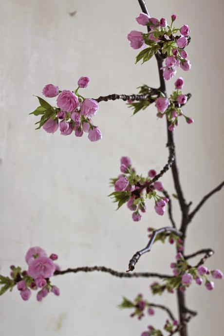 Quelles fleurs choisir pour un bouquet de printemps ?