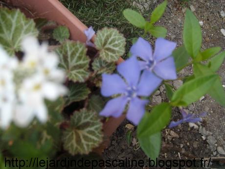 Calendrier des plantes pour mars