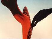 Espace KRAJCBERG L’Esprit Origines prochainement -exposition YANN TOMA