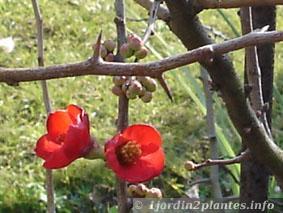 Un arbre décoratif: le cognassier du Japon.