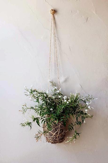 kokedama-jasmin-blanc-sur-Popytalk-via-Nat-et-nature Sem 9_2015 sur les blogs déco