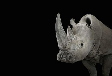 Rhinoceros, Brad Wilson