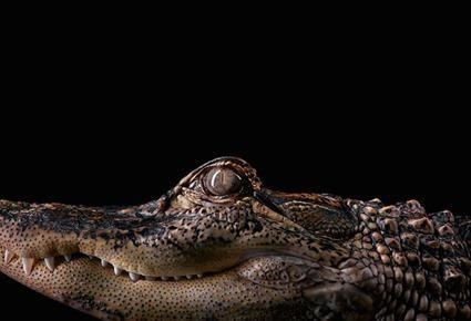 Alligator, Brad Wilson