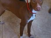 petit podenco Charlie adopté