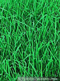 jeune gazon en bonne santé