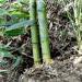 Diviser et planter un bambou