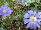 PETIT PRINTEMPS depuis JOURS