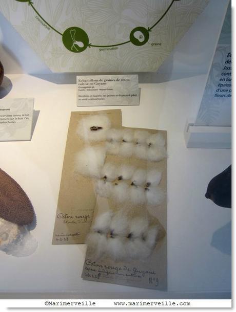 coton - galerie botanique - Marimerveille