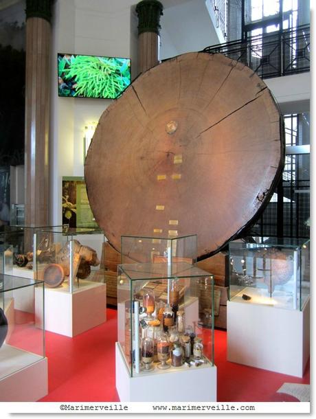 Galerie Botanique du Muséum - Marimerveille