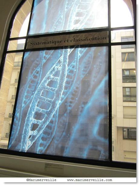 une histoire d'ADN - galerie botanique - Marimerveille