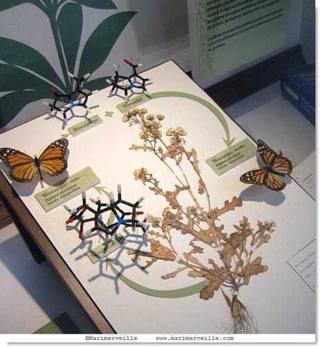 papillons - marimerveille -galerie botanique