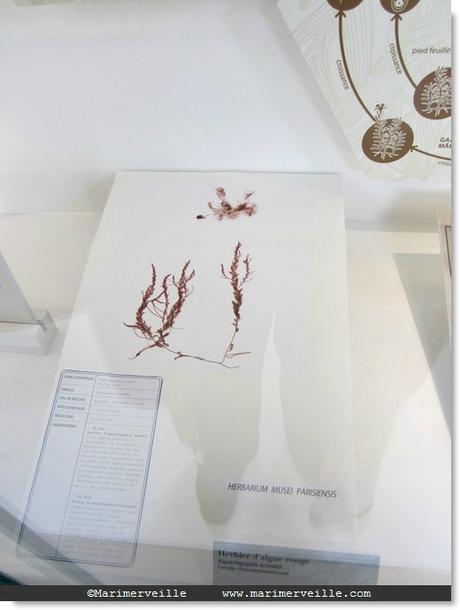 herbarium - Marimerveille -galerie botanique