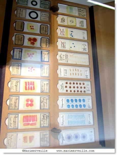 préparations microscopes - g;muséum; Marimerveille