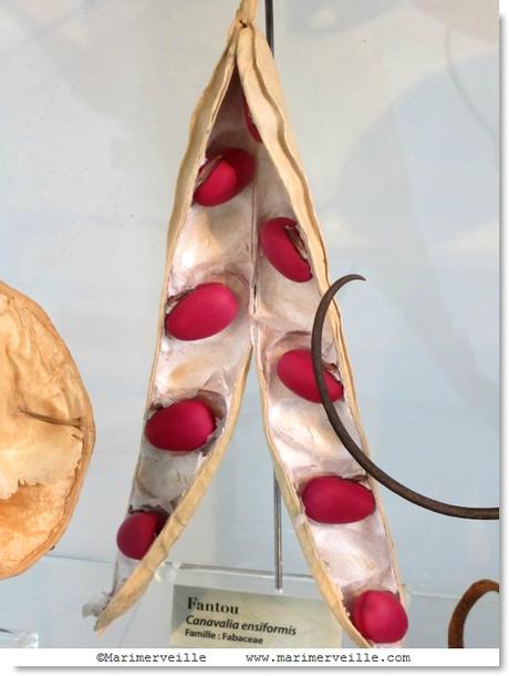 Marimerveille Fantou