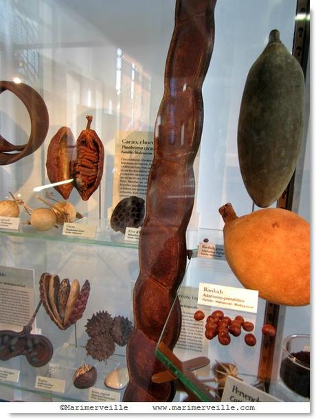Graines, fruits galerie botanique - Marimerveille