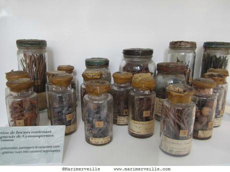 Galerie botanique bocaux marimerveille