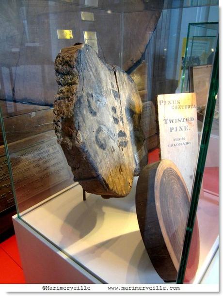 Bois galerie botanique - Marimerveille