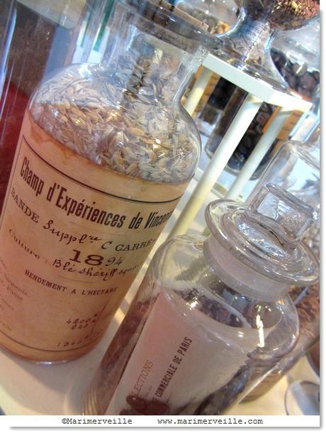 galerie botanique flacons et bocaux - Marimerveille