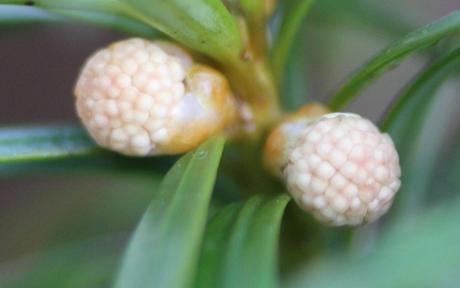 La floraison des ifs