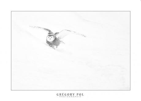 gregory-pol6