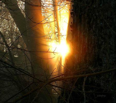 soleil-entre-les-arbres